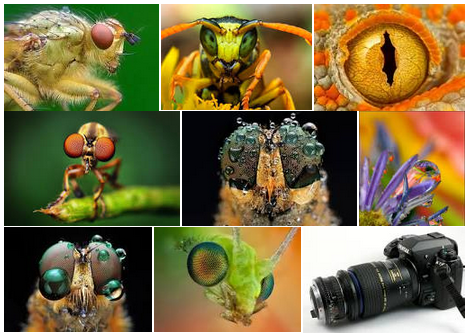 macro photography